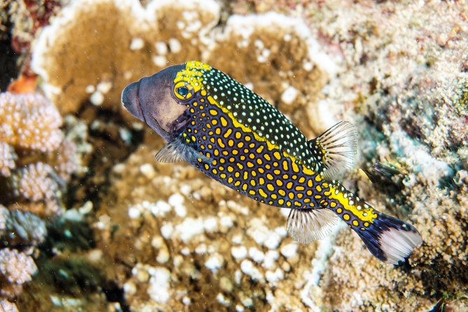 1/2 day Tahaa coral garden - departure Raiatea / ideal for cruise passengers - Key points to know before you book
