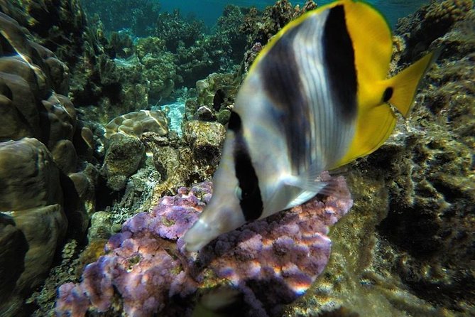 1/2 day Tahaa coral garden - departure Raiatea / ideal for cruise passengers - Floating through the coral garden