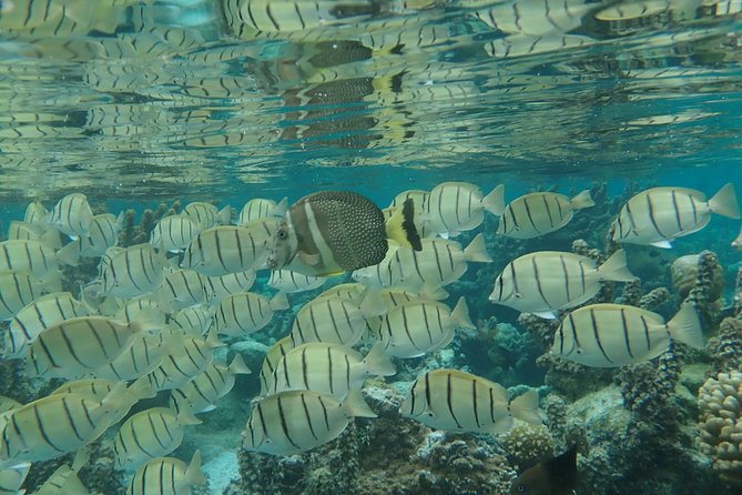 1/2 day Tahaa coral garden - departure Raiatea / ideal for cruise passengers - How the guides affect the experience