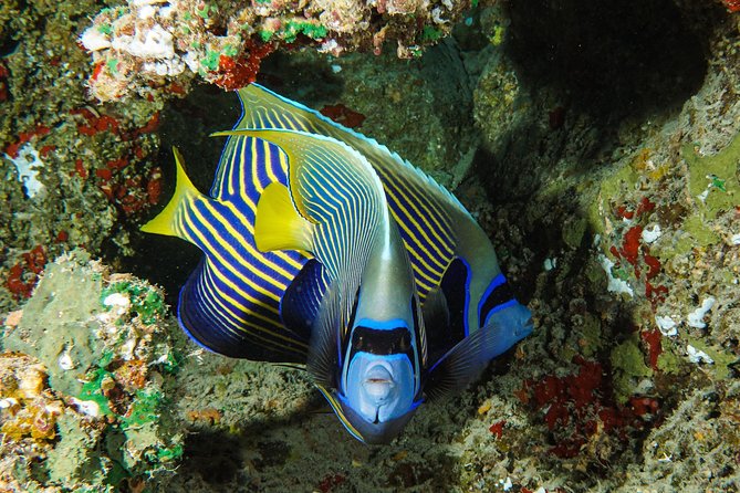 1/2 day Tahaa coral garden - departure Raiatea / ideal for cruise passengers - Tide, safety, and reef care