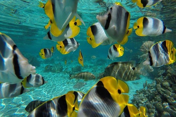 1/2 day Tahaa coral garden - departure Raiatea / ideal for cruise passengers - What to bring for a better outing