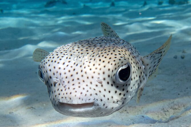1 Afternoon Dive for Certified Divers in Bora Bora - Choosing between the lagoon and the reef