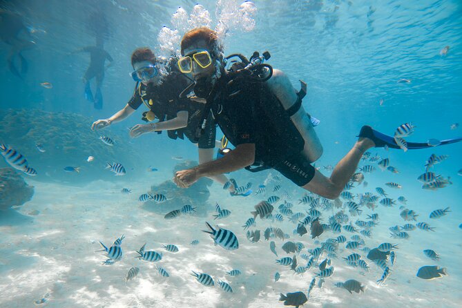 1 Afternoon Dive for Certified Divers in Bora Bora - Certification and recent experience rules