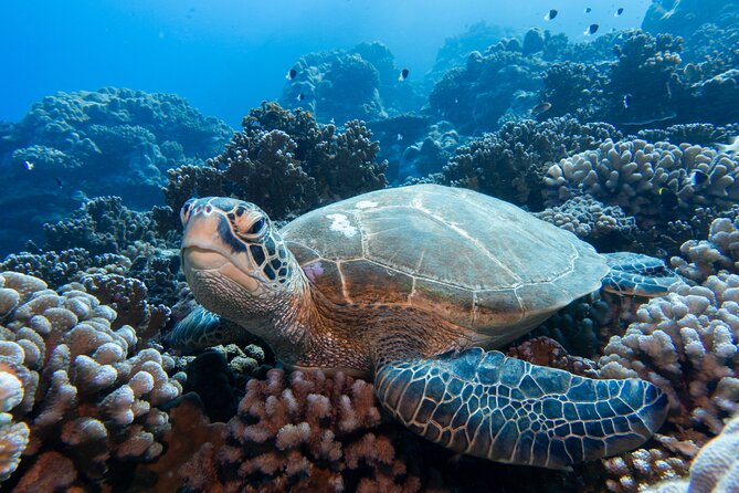 1 Afternoon Dive for Certified Divers in Bora Bora - What the animal sightings can add