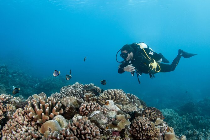 1 Afternoon Dive for Certified Divers in Bora Bora - Weather, cancellation, and planning details