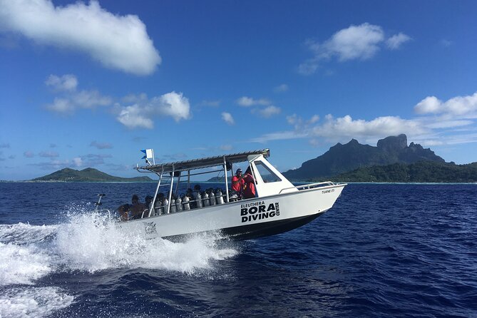 1 Afternoon Dive for Certified Divers in Bora Bora - What happens from pickup to the boat