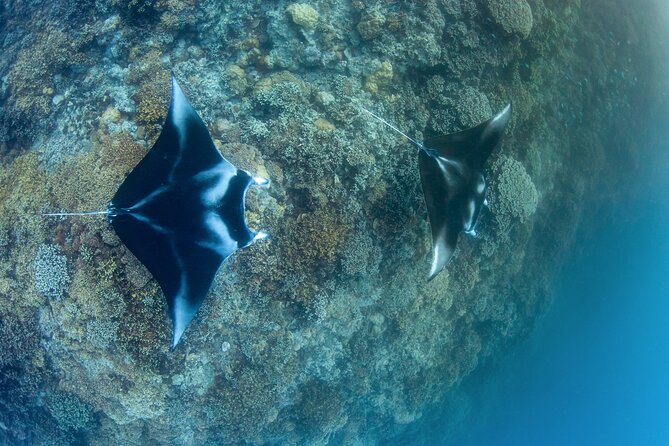 2 Dives in the morning for certified divers in Bora Bora - Key points to know before booking