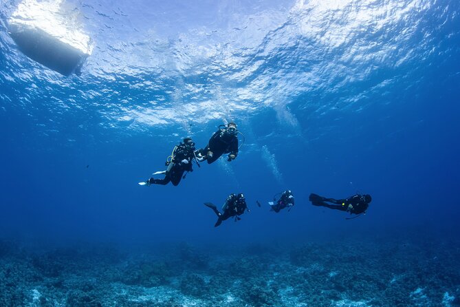 2 Dives in the morning for certified divers in Bora Bora - Second session: outer reef, sharks, and current