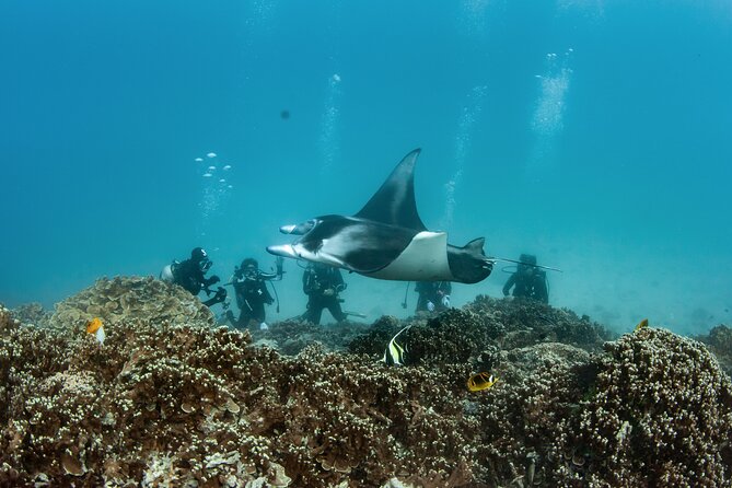 2 Dives in the morning for certified divers in Bora Bora - Who should book this morning?