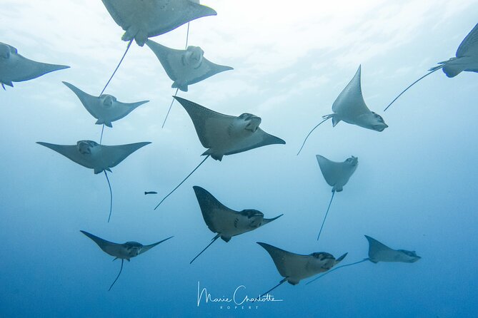 2 Dives in the morning for certified divers in Bora Bora - The boat ride and pickup arrangements