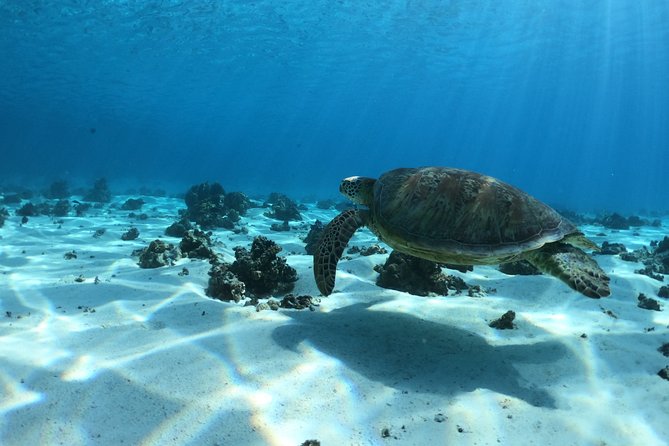 2 hours discovery tour of Moorea by Jet Ski - Coral-garden swimming between the two motus