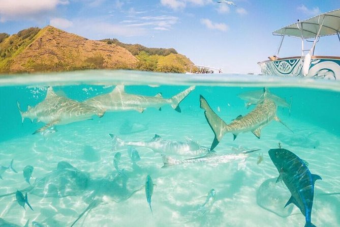 3-hour Lagoon Snorkeling Tour - Shared Tour - Fruit, drinks, and Polynesian hospitality