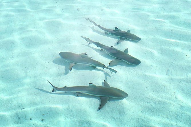 3-hour Lagoon Snorkeling Tour - Shared Tour - Is three hours enough?