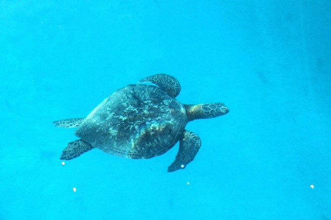 3-hour Lagoon Snorkeling Tour - Shared Tour - What the tour costs and what the price buys