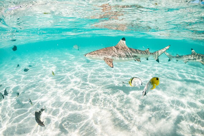 3-Hour Snorkeling Tour - The boat, crew, and small-group feel