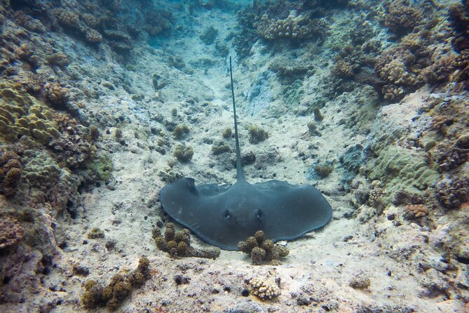 3h dolphin and snorkeling tour in a wild lagoon with Mobydick - From Paea to the open water at Mara’a