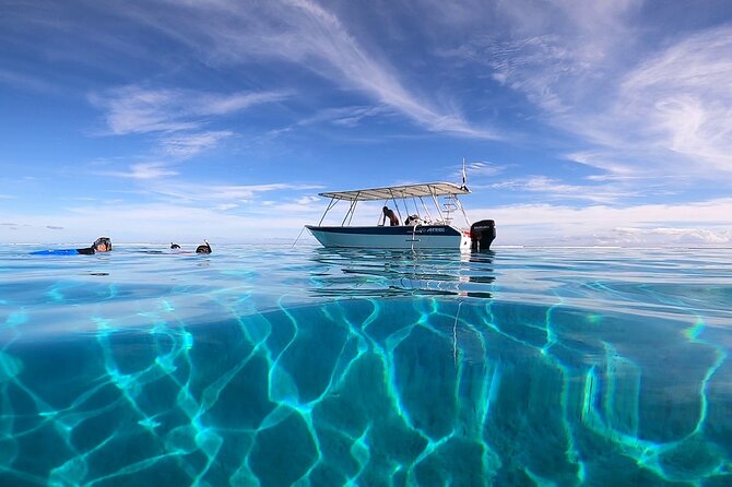 3h dolphin and snorkeling tour in a wild lagoon with Mobydick - Snorkeling among coral, turtles, and rays
