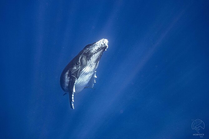 3h dolphin and snorkeling tour in a wild lagoon with Mobydick - What the marine guide adds