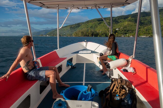 3h dolphin and snorkeling tour in a wild lagoon with Mobydick - The views above the water