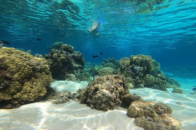 3h dolphin and snorkeling tour in a wild lagoon with Mobydick - The dolphin search near the pass