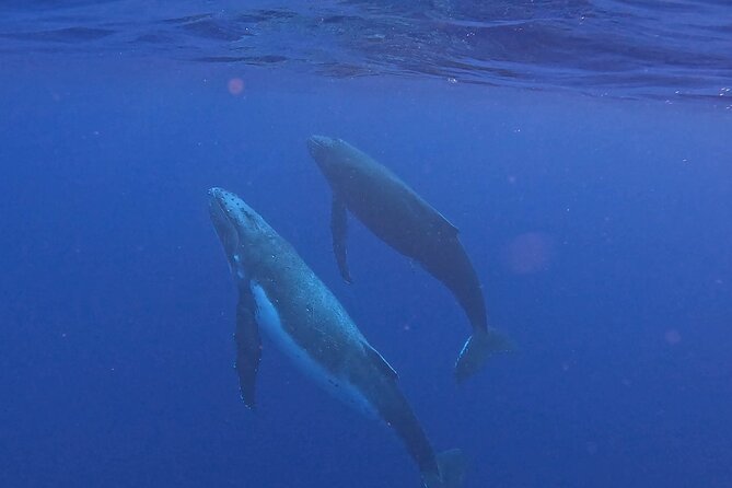 4 Hour Private Humpback Whales Encounter in Moorea - Starting at Coco Beach Restaurant
