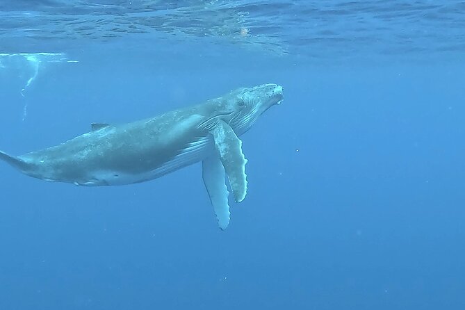 4 Hour Private Humpback Whales Encounter in Moorea - Entering the water near wild whales