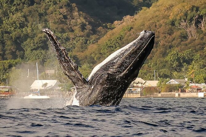 4 Hours of Humpback Whale Watching in Tahiti - Key points at a glance