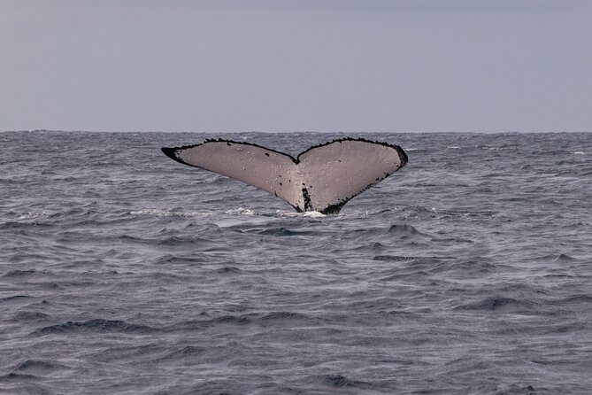4 Hours of Humpback Whale Watching in Tahiti - Four hours in search of Tahiti’s humpback whales