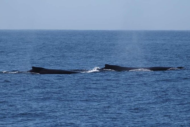 4 Hours of Humpback Whale Watching in Tahiti - The guides make the quiet periods useful