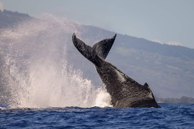 4 Hours of Humpback Whale Watching in Tahiti - How the price compares with the experience