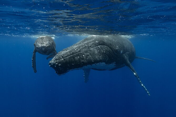 4 Hours of Humpback Whale Watching in Tahiti - The briefing sets the tone