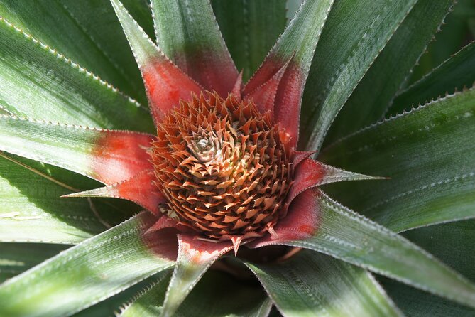 4x4 Tour – Culture, Crafts and Agritourism in Raiatea - Pearl farming and the making of a Tahitian classic