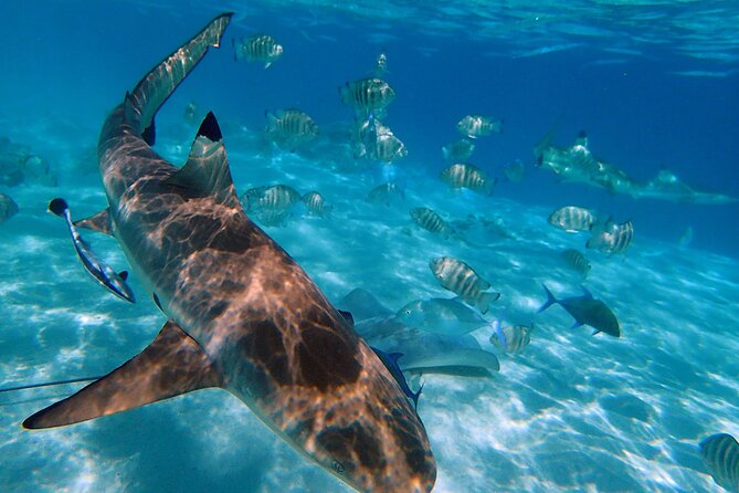 6 Hour Private Boat Activity with Snorkeling & Lunch - Tropical Fruit, Drinks, and a Lagoon-Side Lunch