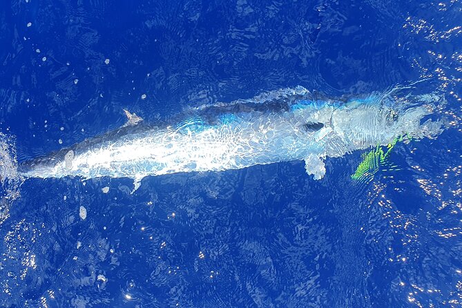 A Day of Big Game Fishing in a small group - Taking your catch home