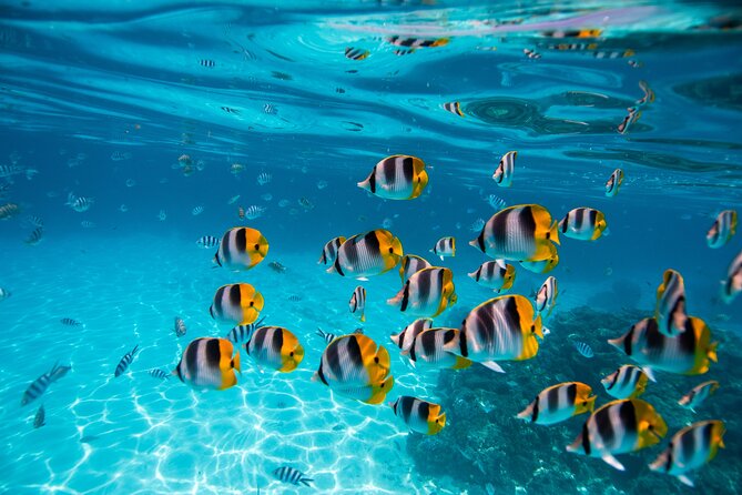 An Immersed Day in Bora Bora with O-sea - What Hiro adds to the experience