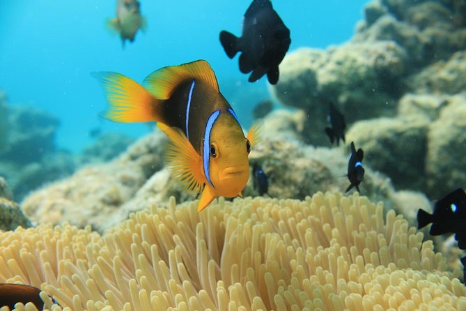 Aqua Safari Introductory Helmet Dive (Underwater Walk) - Thirty minutes is short, but usually enough