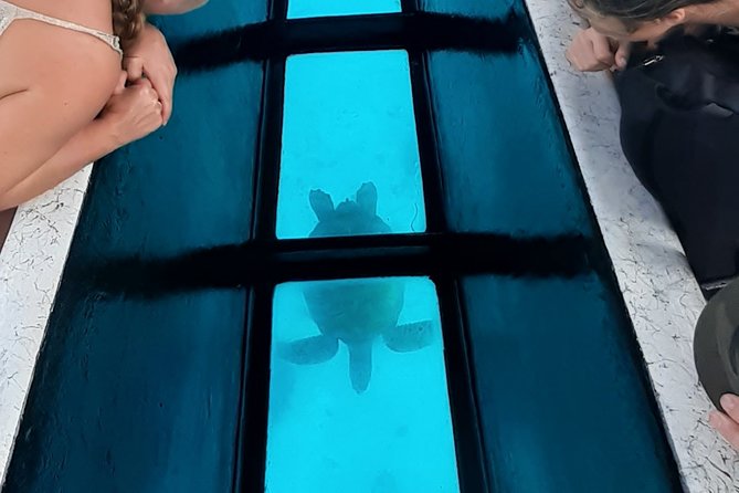 Best Way to Interact with Ocean Wildlife with Lunch. 6H - Stop three: stingrays and reef sharks