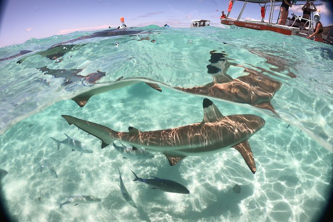 Best Way to Interact with Ocean Wildlife with Lunch. 6H - What the small boat changes