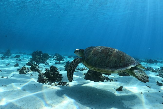 Best Way to Interact with Ocean Wildlife with Lunch. 6H - What to pack for this Moorea outing