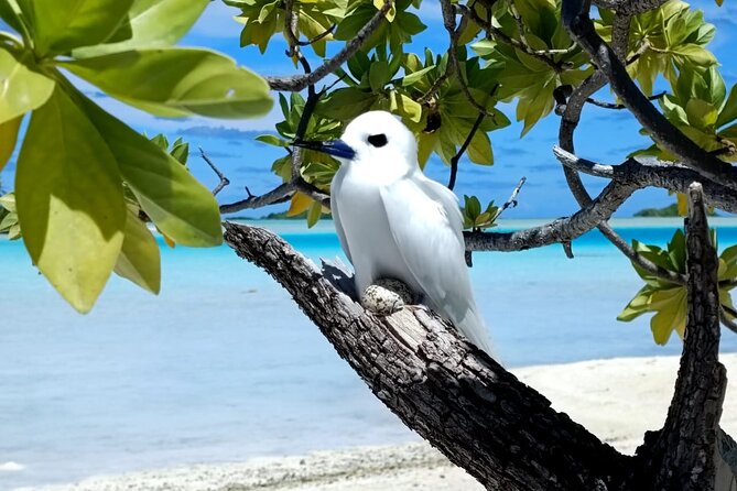 BLUE LAGOON | Eco-tour | Snorkeling Avatoru | Secret Green Lagoon - Free time and the return across the lagoon