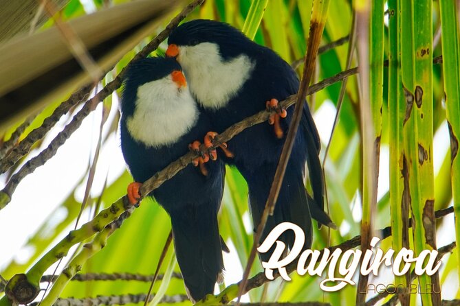 Blue Lagoon - PRIVATE ISLAND Pink sand beach and wildlife reserve - The boat ride from Rangiroa
