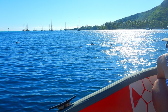 Boat tour 1/2 day Excursion in the lagoon of Moorea - The Coral Garden between Motu Tiahura and the motus