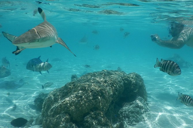 Boat tour 1/2 day Excursion in the lagoon of Moorea - Green turtles in the lagoon
