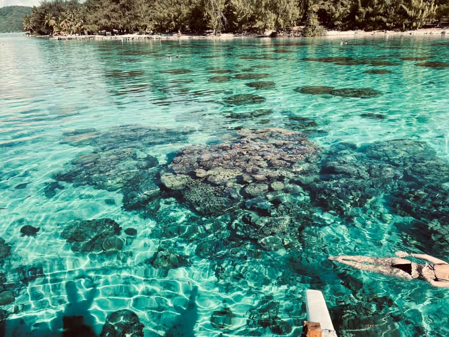 Bora Bora: 1/2 day Coral Discovery tour - Shared tour - Why this is not just another Bora Bora snorkel trip