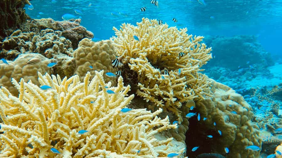 Bora Bora: 1/2 day Coral Discovery tour - Shared tour - Guide Yann and the small-group advantage