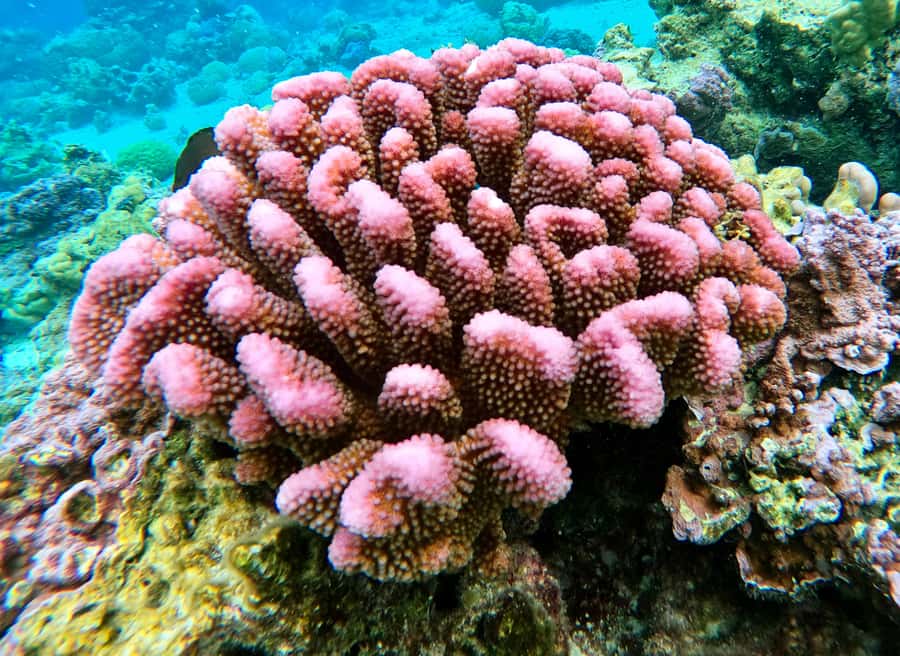Bora Bora: 1/2 day Coral Discovery tour - Shared tour - What is included, and what you still need to bring