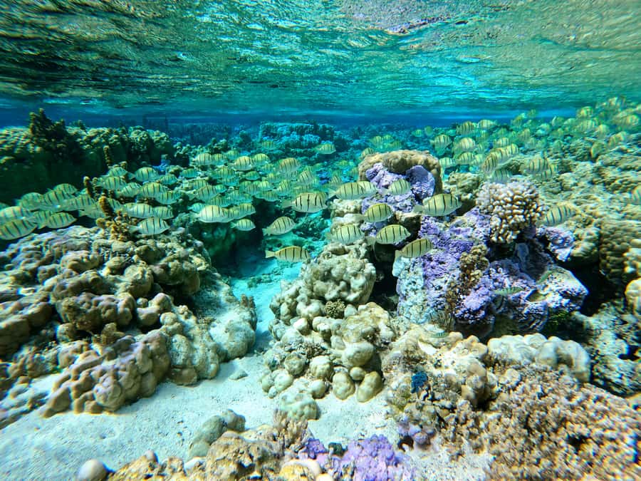 Bora Bora: 1/2 day Coral Discovery tour - Shared tour - Conditions, safety, and the limits of wildlife watching