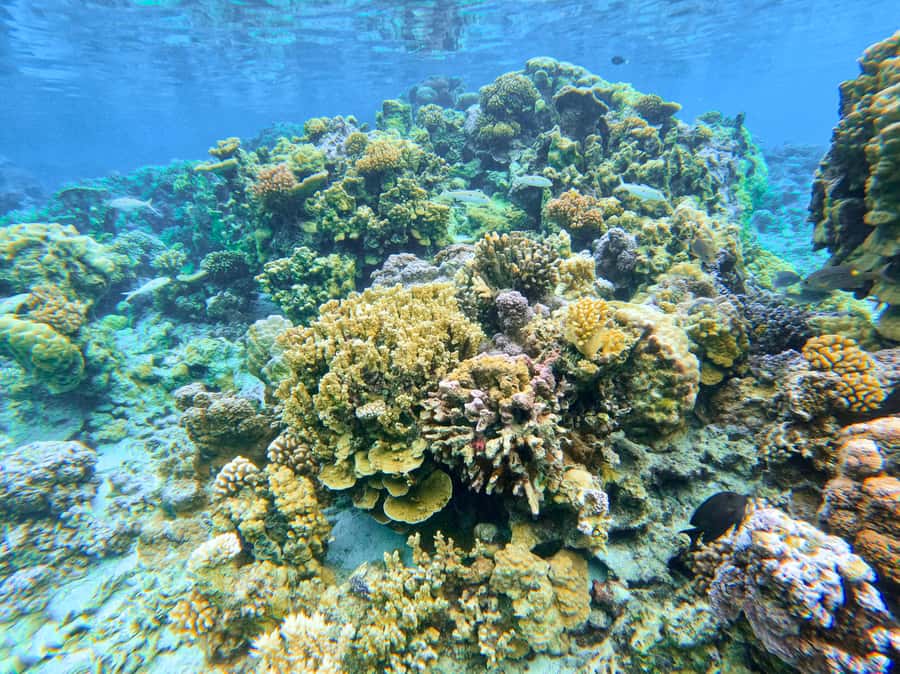 Bora Bora: 1/2 day Coral Discovery tour - Shared tour - Who will enjoy this tour most?
