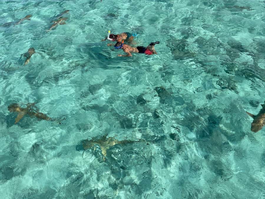 Bora Bora: 1/2 day lagoon safari - Shared tour - Key points to know before booking