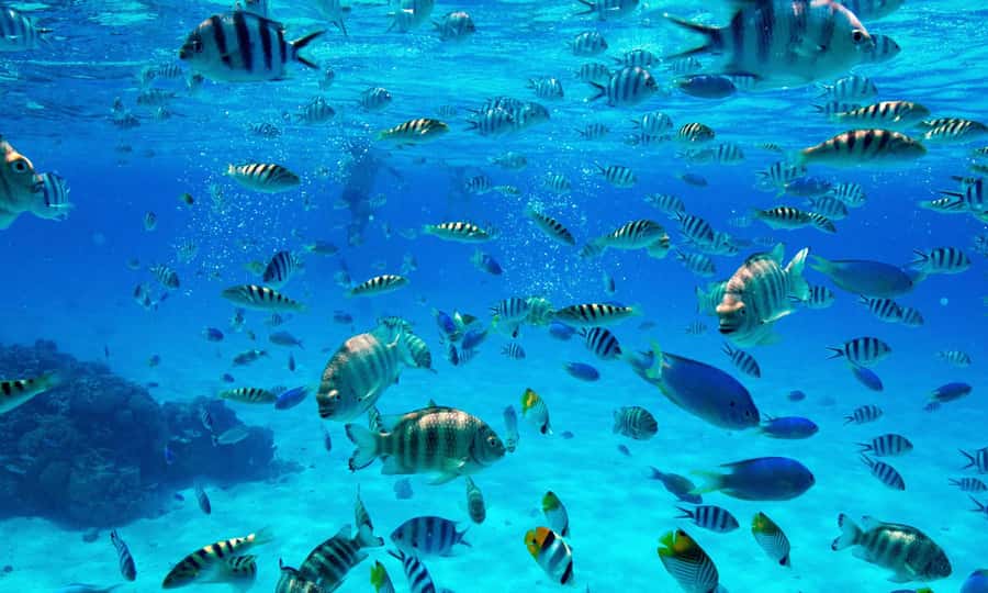 Bora Bora: 1/2 day lagoon safari - Shared tour - The coral garden: the most detailed snorkel